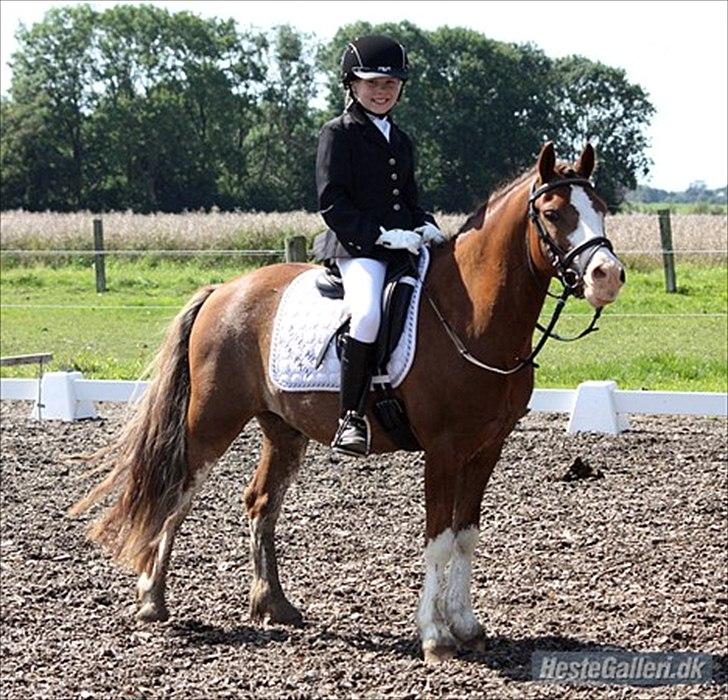 Welsh Cob (sec D) Thers Hey Harlekin - Maria og Harlekin til første C-stævne Januar 2012, samt vinder. :)  billede 2