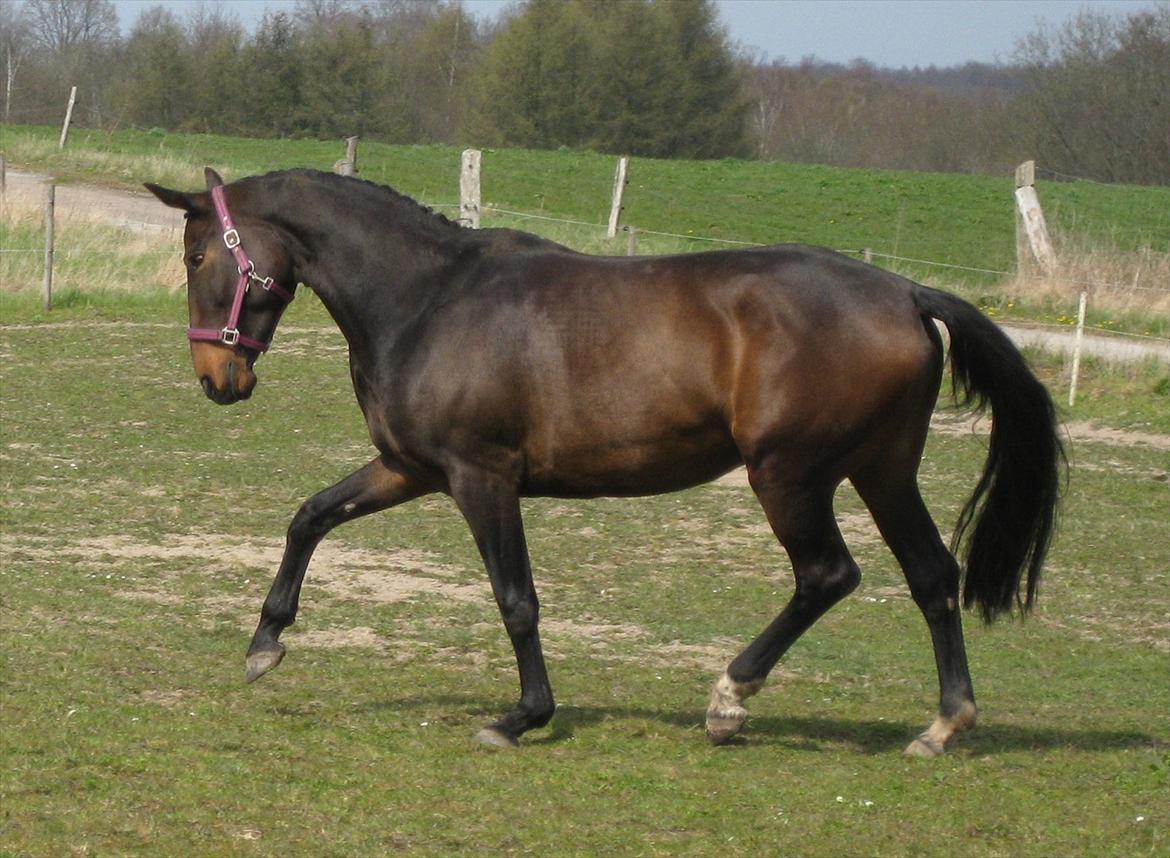 Dansk Varmblod Beauty - 21-4-2012. billede 15
