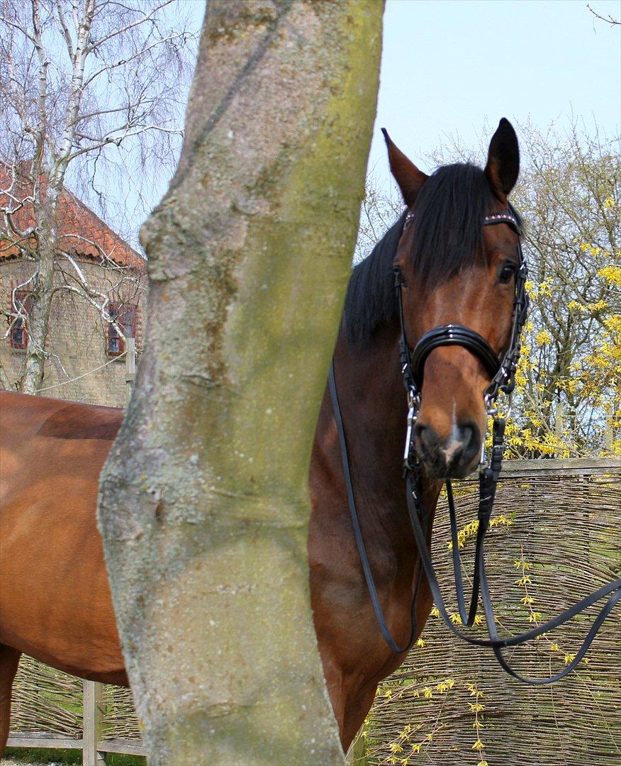 Dansk Varmblod Moresco Essenbæk - Moresco med kandar (: billede 3