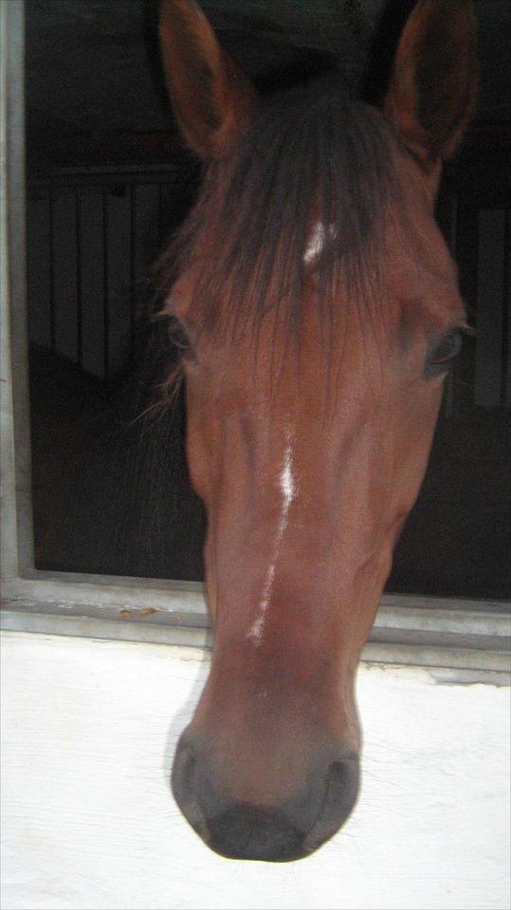 Traver Princess Guy - sommer 2011 billede 13