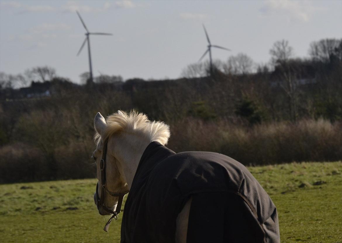 Connemara Vimmelgårdens Coco <3 billede 13