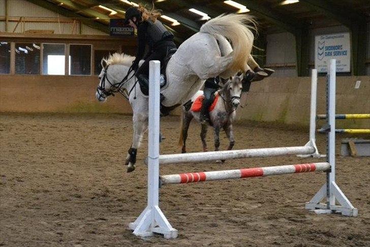 Connemara Vimmelgårdens Coco <3 - Sejeste pony som virkelig gør alt for at rede min røv :-) Taget af Sofie Larsen billede 14