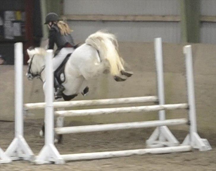 Connemara Vimmelgårdens Coco <3 - Seje bagben i LA** billede 9