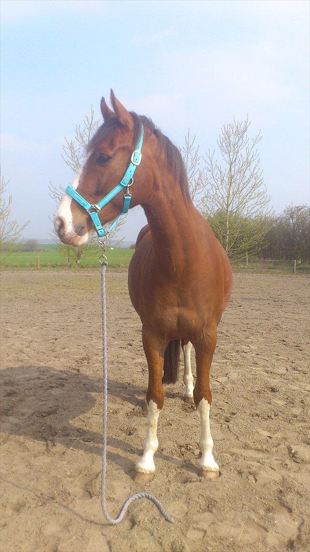 Anden særlig race Hedegårds My Precious - 4 års fødselsdag.. billede 5