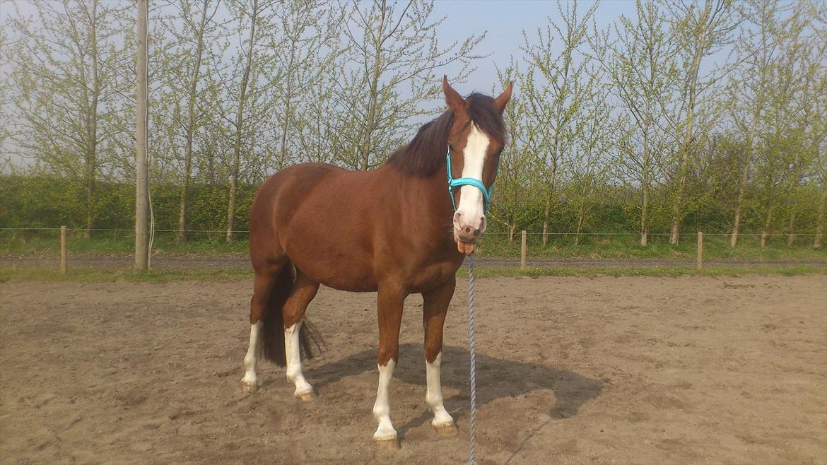 Anden særlig race Hedegårds My Precious - 4 års fødselsdag billede 8