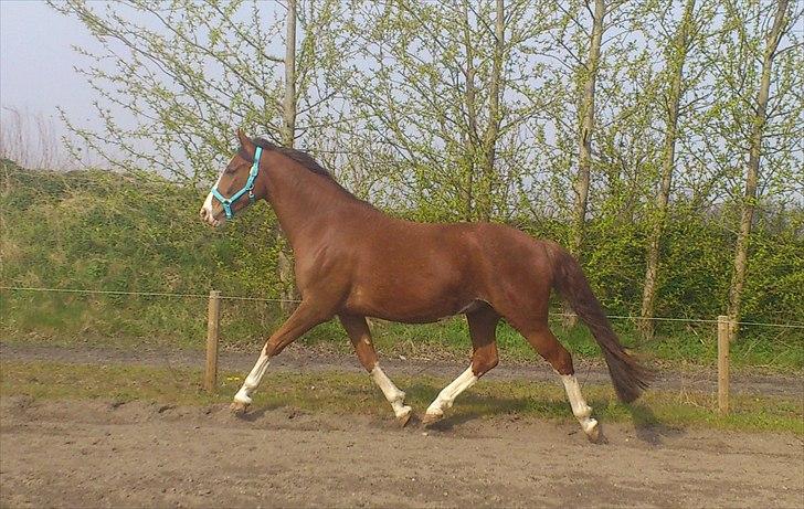 Anden særlig race Hedegårds My Precious - 4 års fødselsdag.. billede 4