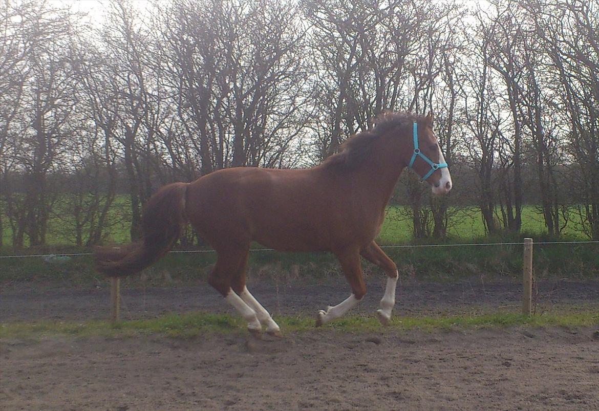 Anden særlig race Hedegårds My Precious - 4 års fødselsdag.. billede 7