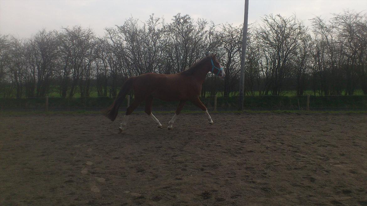 Anden særlig race Hedegårds My Precious - 4 års fødselsdag.. billede 6