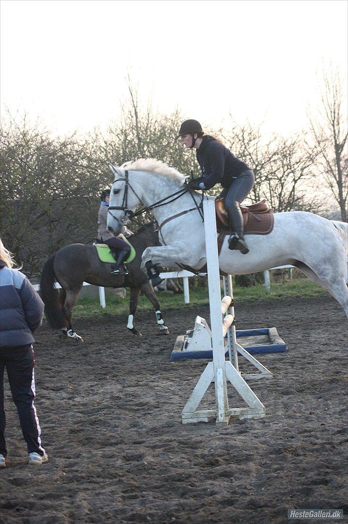 Anden særlig race Sevenhills Tyrone Tigers - Babyhesten til træning :D første gang udenfor i 2012 d: 
Tak for billedet Malene og tak til Mette for at du tog det :D billede 2