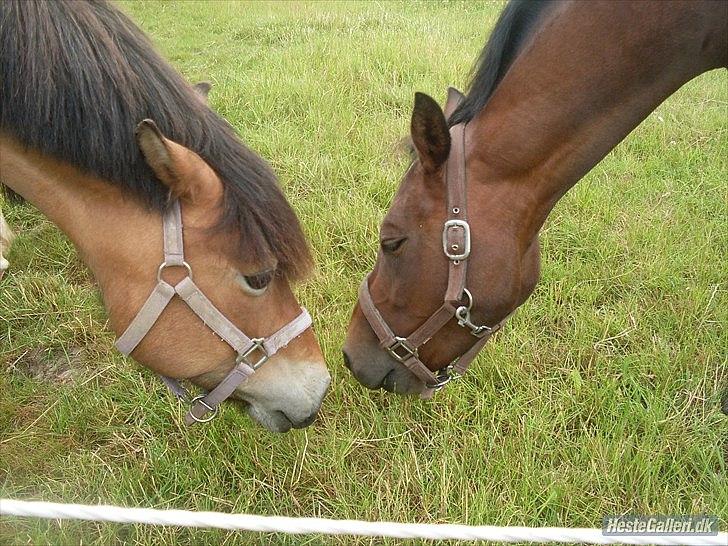 Tysk Sportspony *Holsteins Jovenca*<3 - Venca og Molly :) billede 5