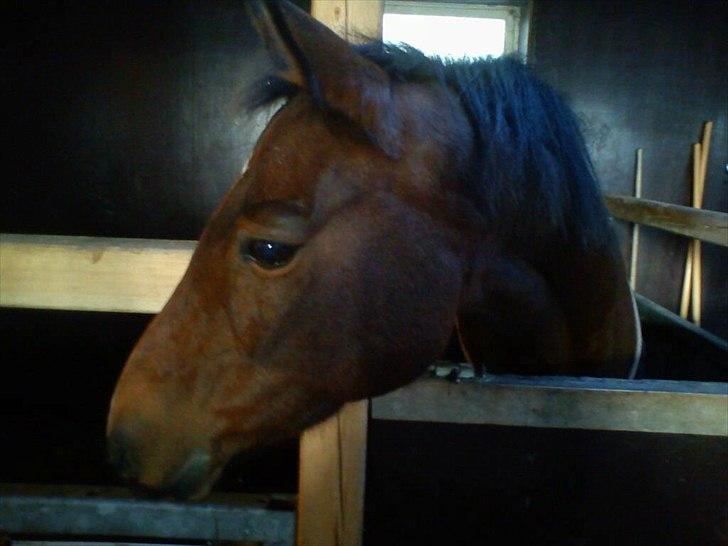 Tysk Sportspony *Holsteins Jovenca*<3 - Tak for denne gang!:)

Ps. der er flere billeder på vej :) billede 20