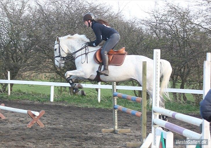 Anden særlig race Sevenhills Tyrone Tigers - Babyhesten til træning :D første gang udenfor i 2012 d: 
Tak for billedet Malene og tak til Mette for at du tog det :D billede 11