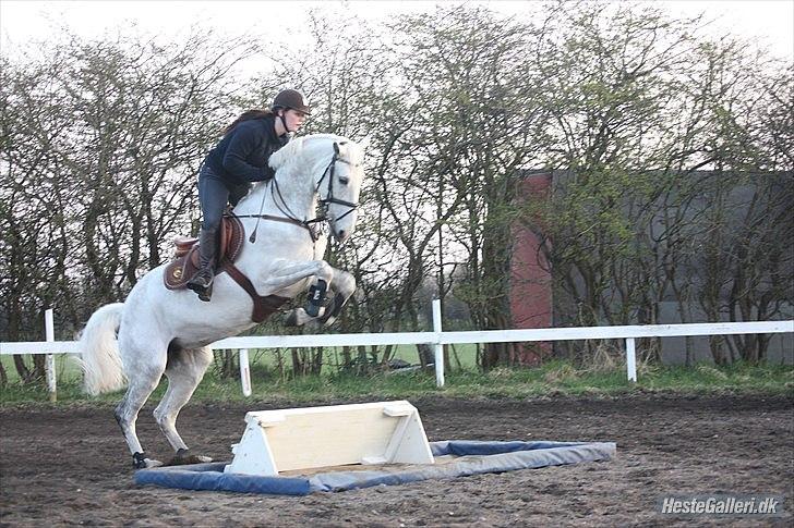 Anden særlig race Sevenhills Tyrone Tigers - Babyhesten til træning :D første gang udenfor i 2012 d: Haha man skal nødig ramme vandet d: 
Tak for billedet Malene og tak til Mette for at du tog det :D billede 20