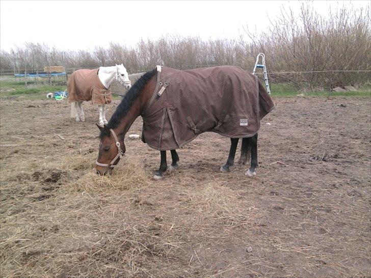 Tysk Sportspony *Holsteins Jovenca*<3 billede 4