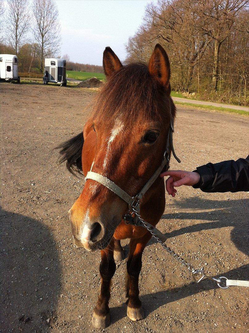 Anden særlig race Baloo <3 (Tidl. pony) billede 5