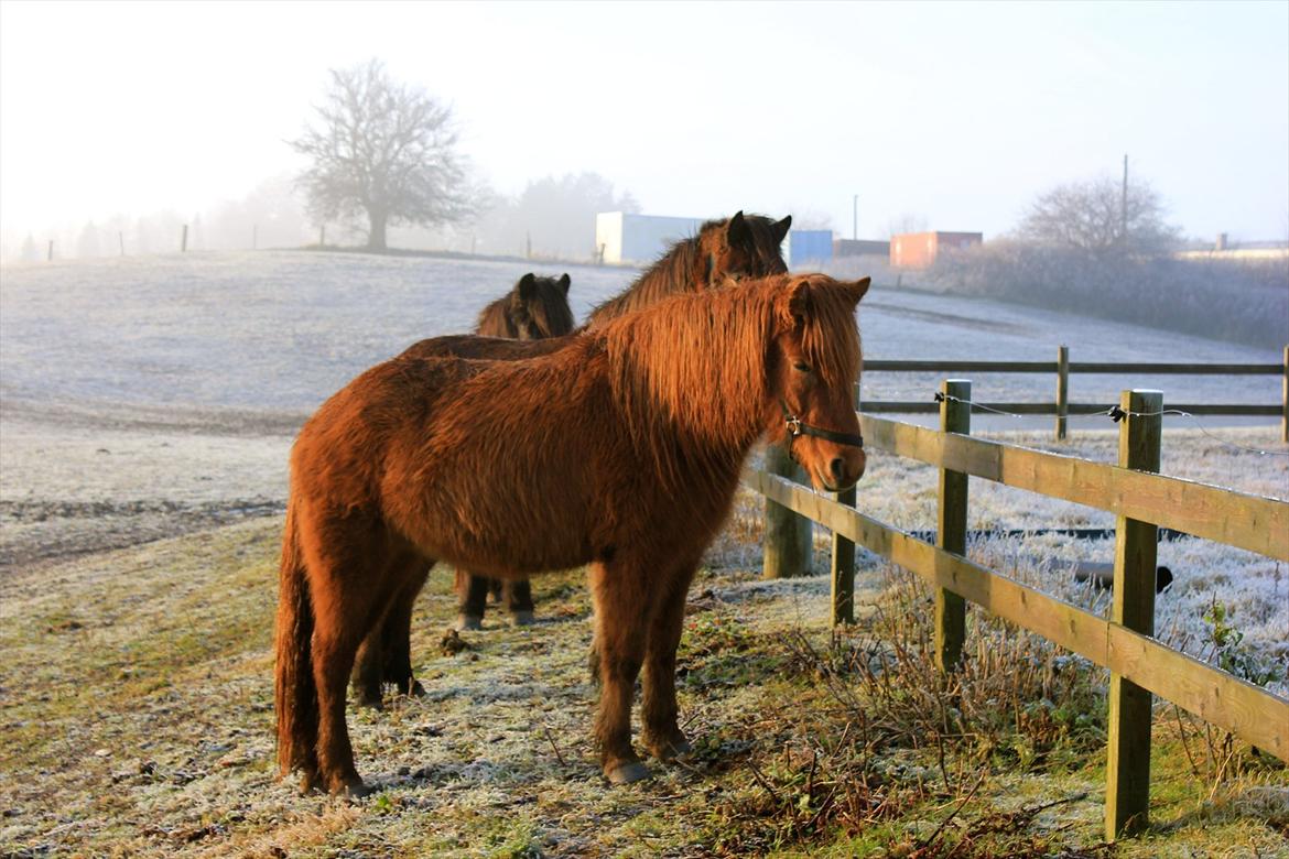 Islænder Hilde fra freersvang billede 9