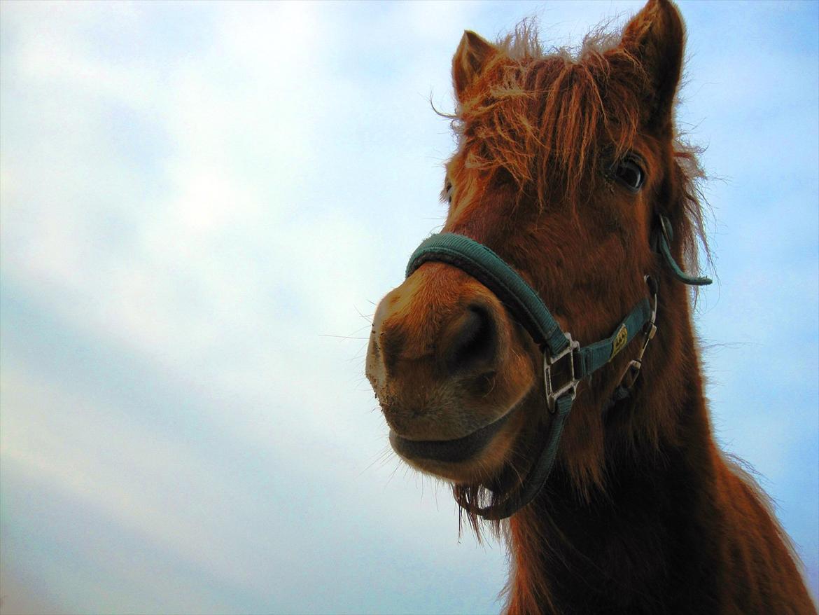 Islænder Hilde fra freersvang billede 10