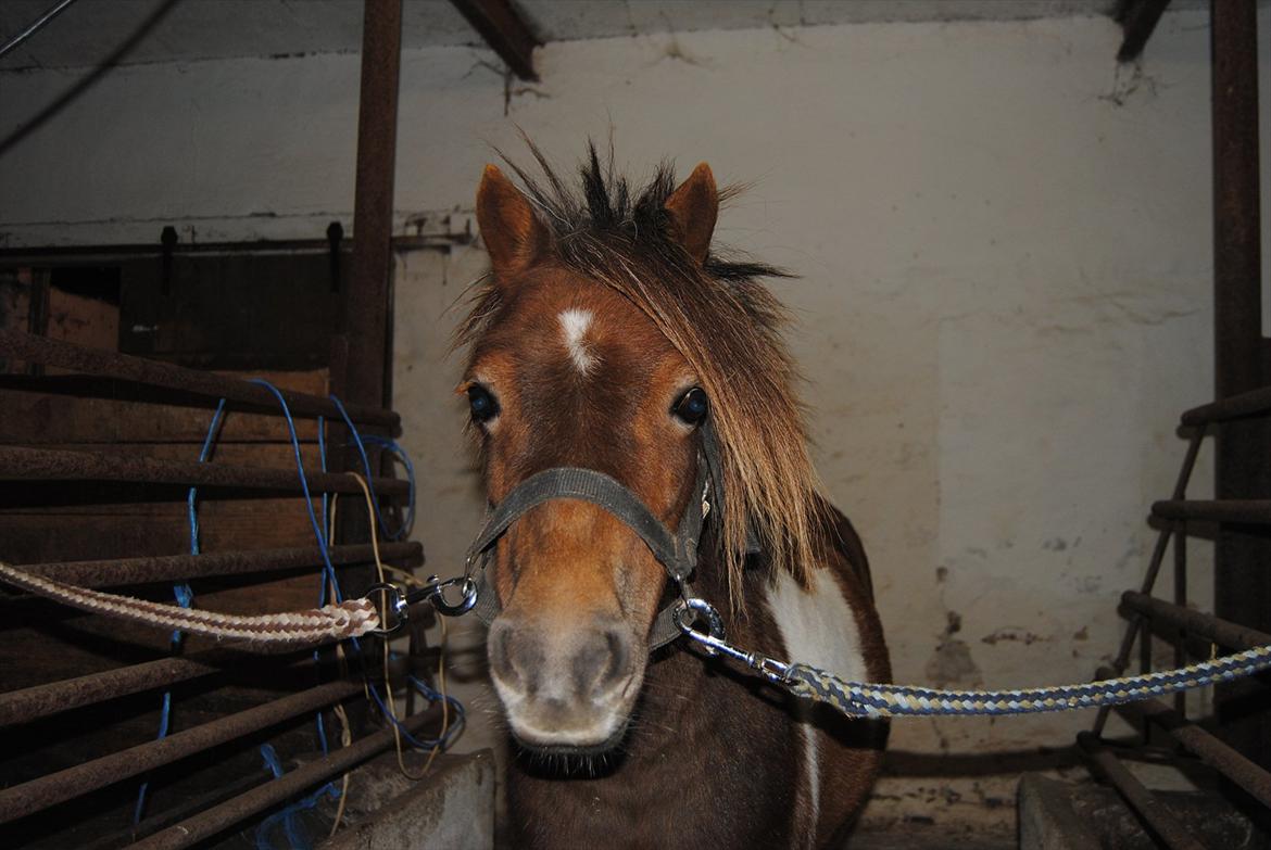 Anden særlig race Hesselskov´s Gabrielle - D. 24/9-2011 Gaby i stalden, da hun lige var ankommet :o) billede 6