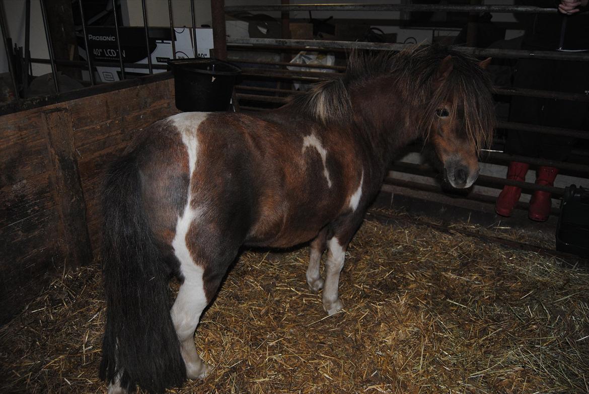 Anden særlig race Hesselskov´s Gabrielle - D. 24/9-2011 Gaby i stalden, da hun lige var ankommet :o) billede 12
