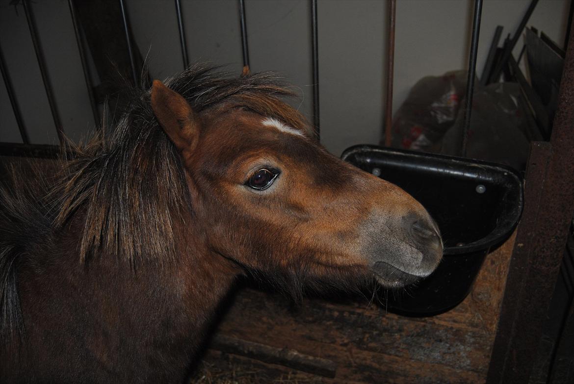Anden særlig race Hesselskov´s Gabrielle - D. 24/9-2011 Gaby i stalden, da hun lige var ankommet :o) billede 13