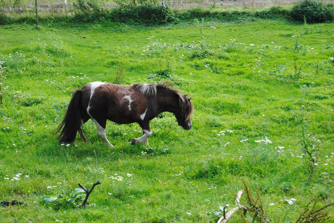 Anden særlig race Hesselskov´s Gabrielle - D. 25/9-11 Første dag på fold. billede 3