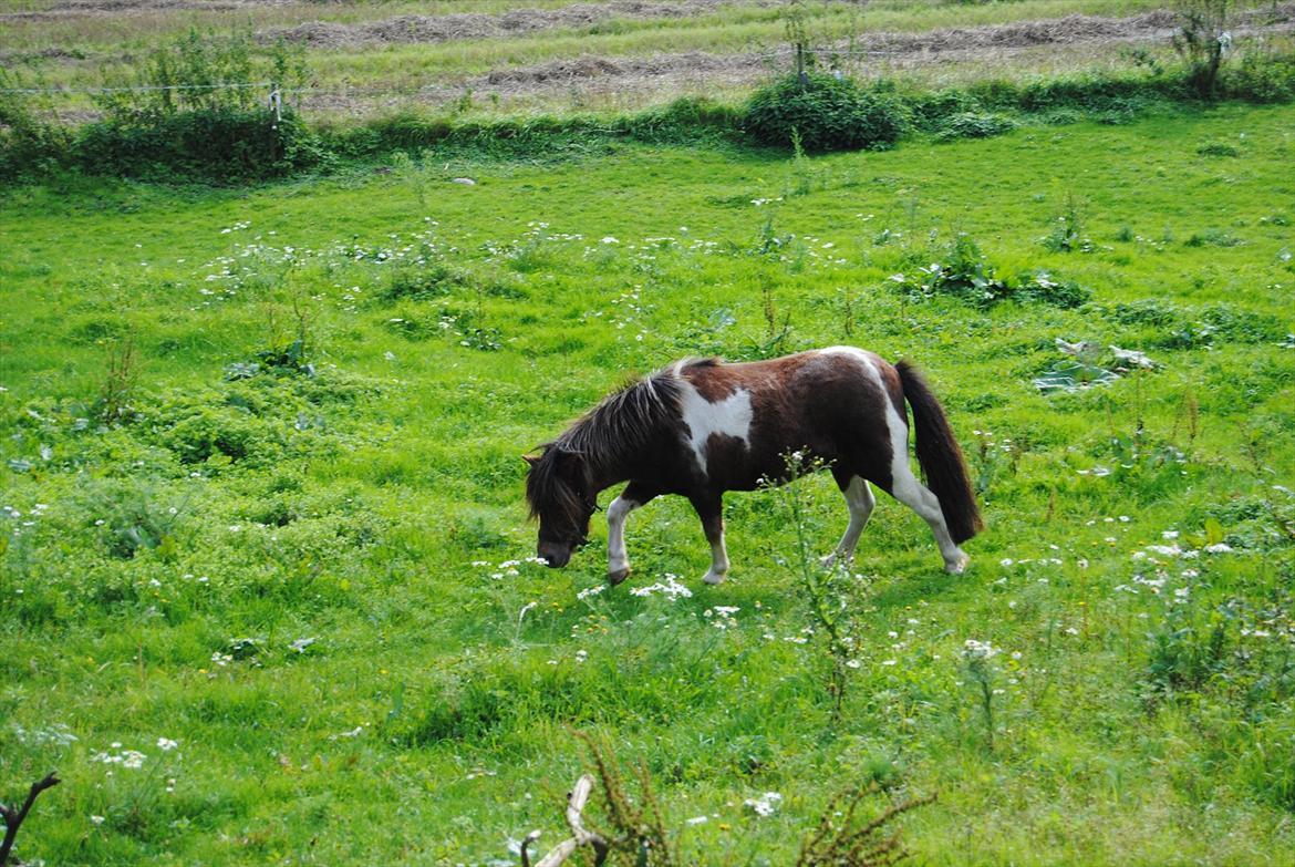 Anden særlig race Hesselskov´s Gabrielle - D. 25/9-11 Første dag på fold. billede 5