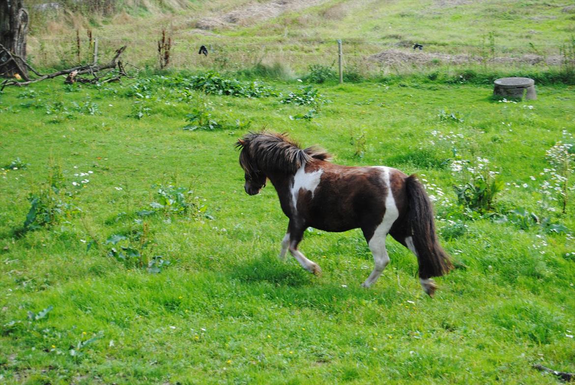 Anden særlig race Hesselskov´s Gabrielle - D. 25/9-11 Første dag på fold. billede 15