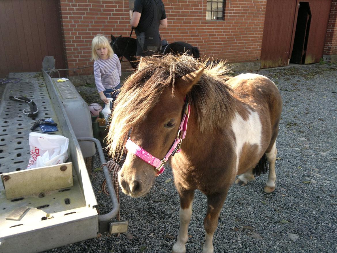 Anden særlig race Hesselskov´s Gabrielle - Gaby efter endt tur :o) billede 17