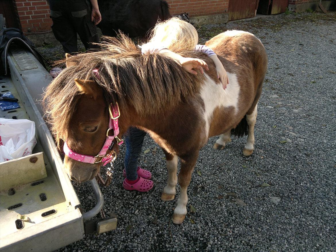 Anden særlig race Hesselskov´s Gabrielle - Min lillesøster Olivia giver Gaby et knus <3 billede 10