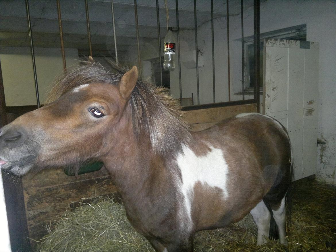 Anden særlig race Hesselskov´s Gabrielle - D. 24/9-2011 Gaby i stalden, da hun lige var ankommet :o) billede 18