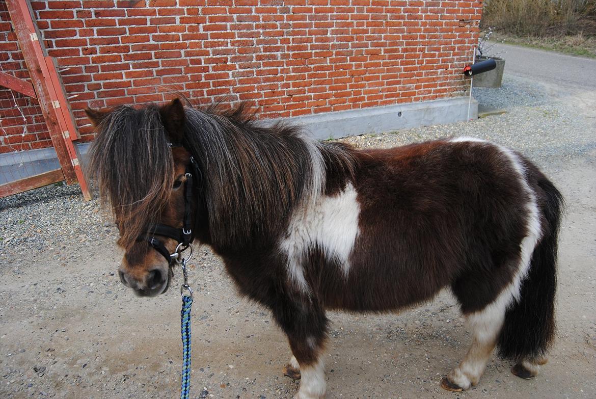 Anden særlig race Hesselskov´s Gabrielle - Gaby med vinterpels og hovedtøj :o) billede 19