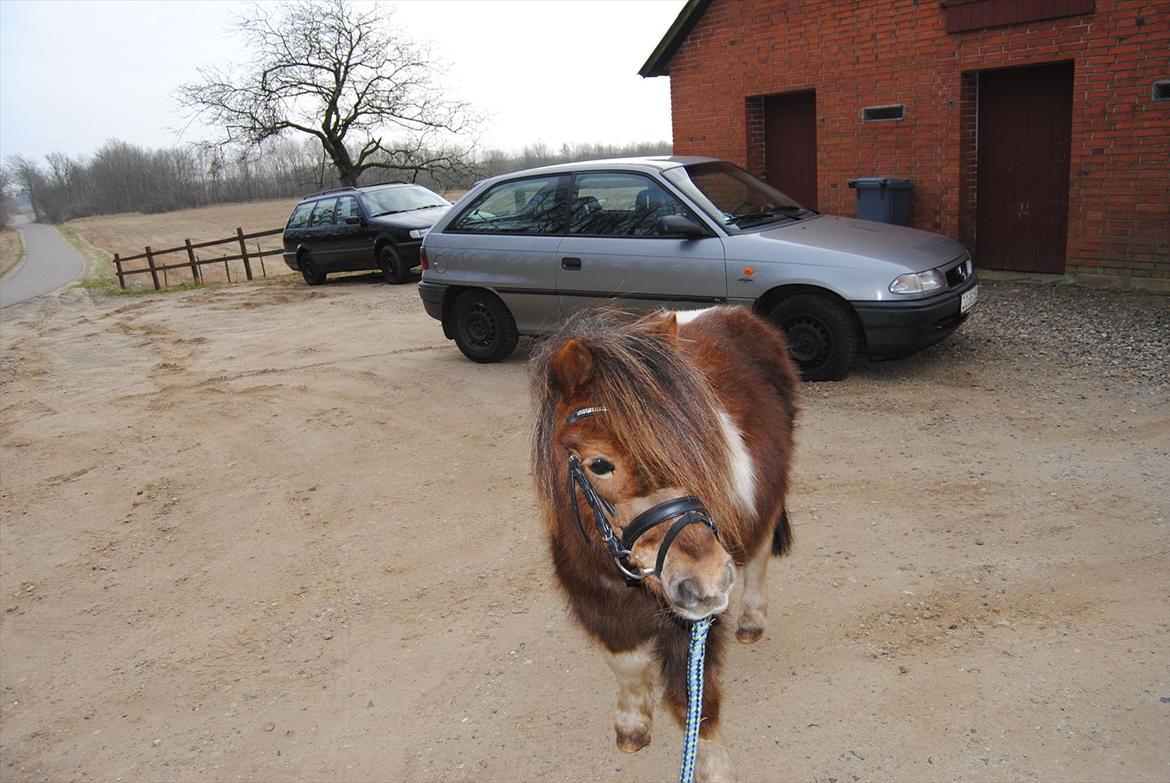 Anden særlig race Hesselskov´s Gabrielle - Gaby med vinterpels og hovedtøj :o) billede 14