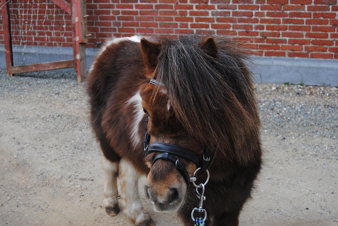 Anden særlig race Hesselskov´s Gabrielle - Gaby med vinterpels og hovedtøj :o) billede 16