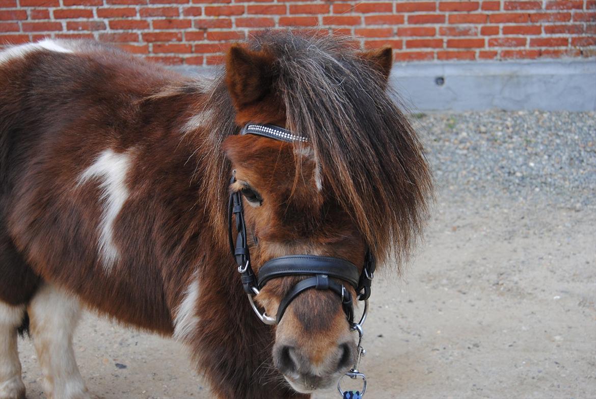 Anden særlig race Hesselskov´s Gabrielle - Gaby med vinterpels og hovedtøj :o) billede 2