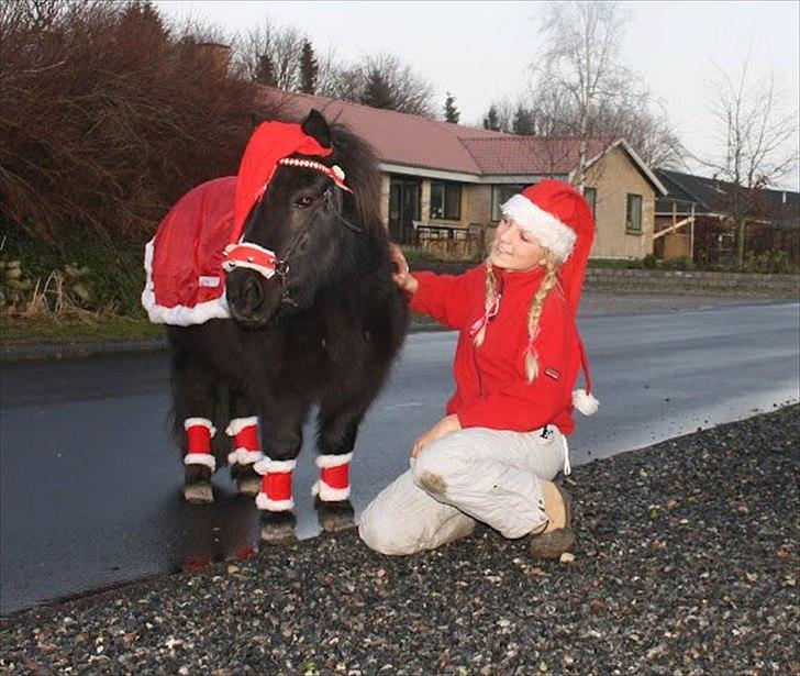 Shetlænder Østergaards Ronny / Hoody - Glædelig jul! "2012 billede 11