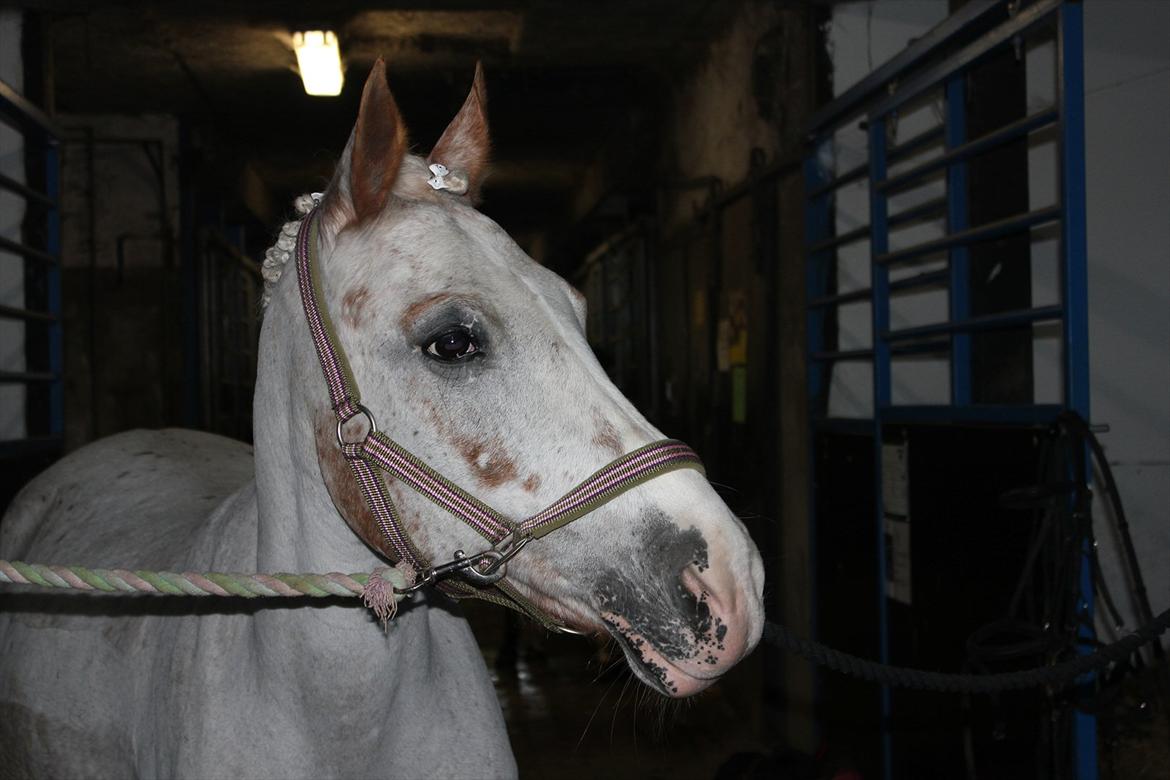 Anden særlig race Lotte - Ponyen klar til stævne :-D billede 6