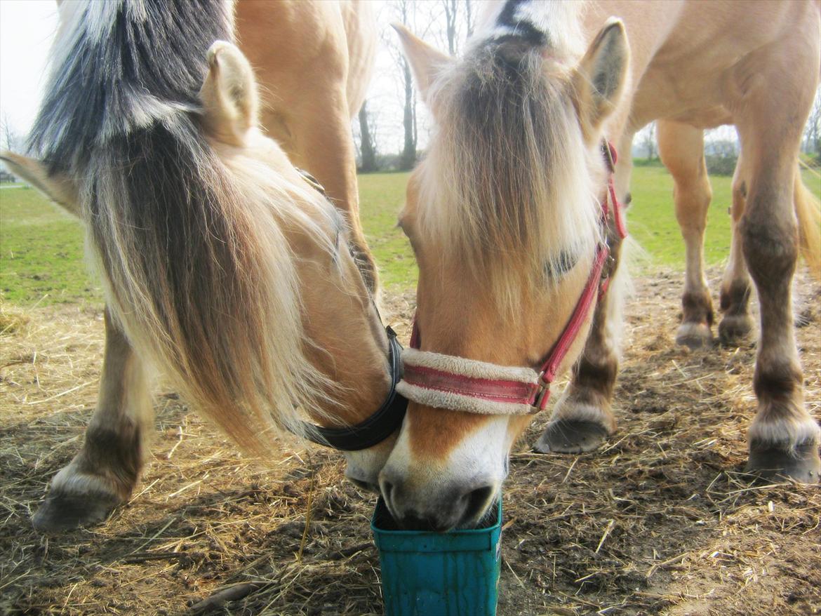 Fjordhest Vennely's Emma - Mor og datter.
Emma til venstre, og Mille til højre.
April 2012.
- Foto : Mejse billede 17