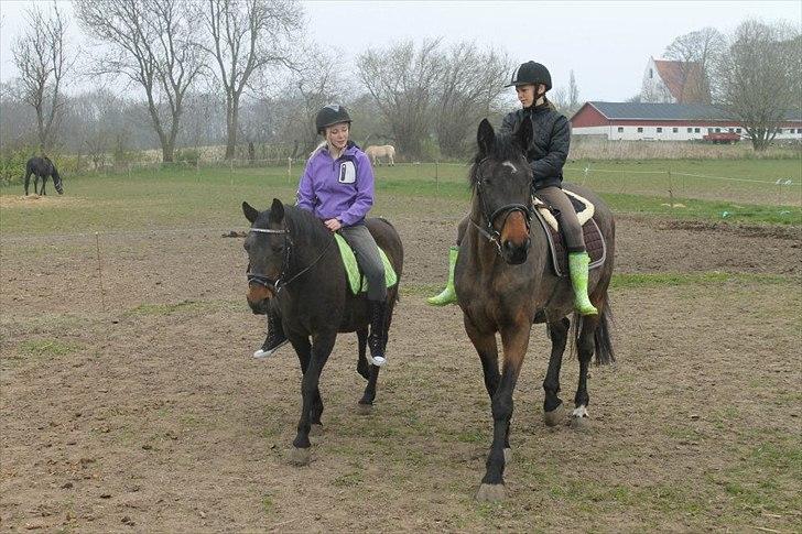 Anden særlig race La Jeanteés Shannon - Følgesven!! billede 12