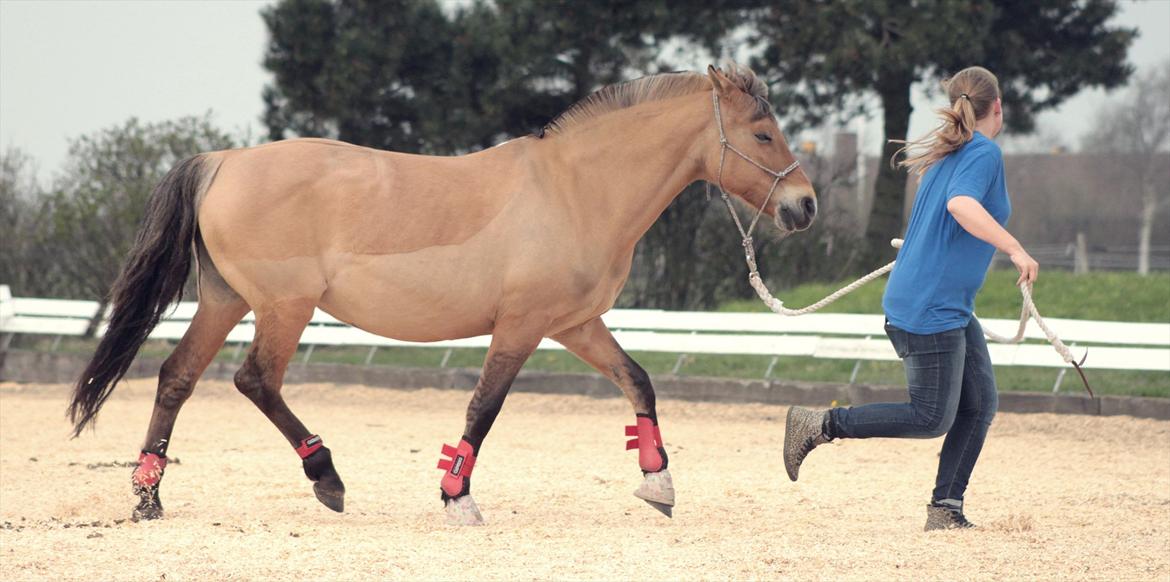 Anden særlig race Penny [Min eneste ene] - Min! 
Foto: Minna Mønster billede 15