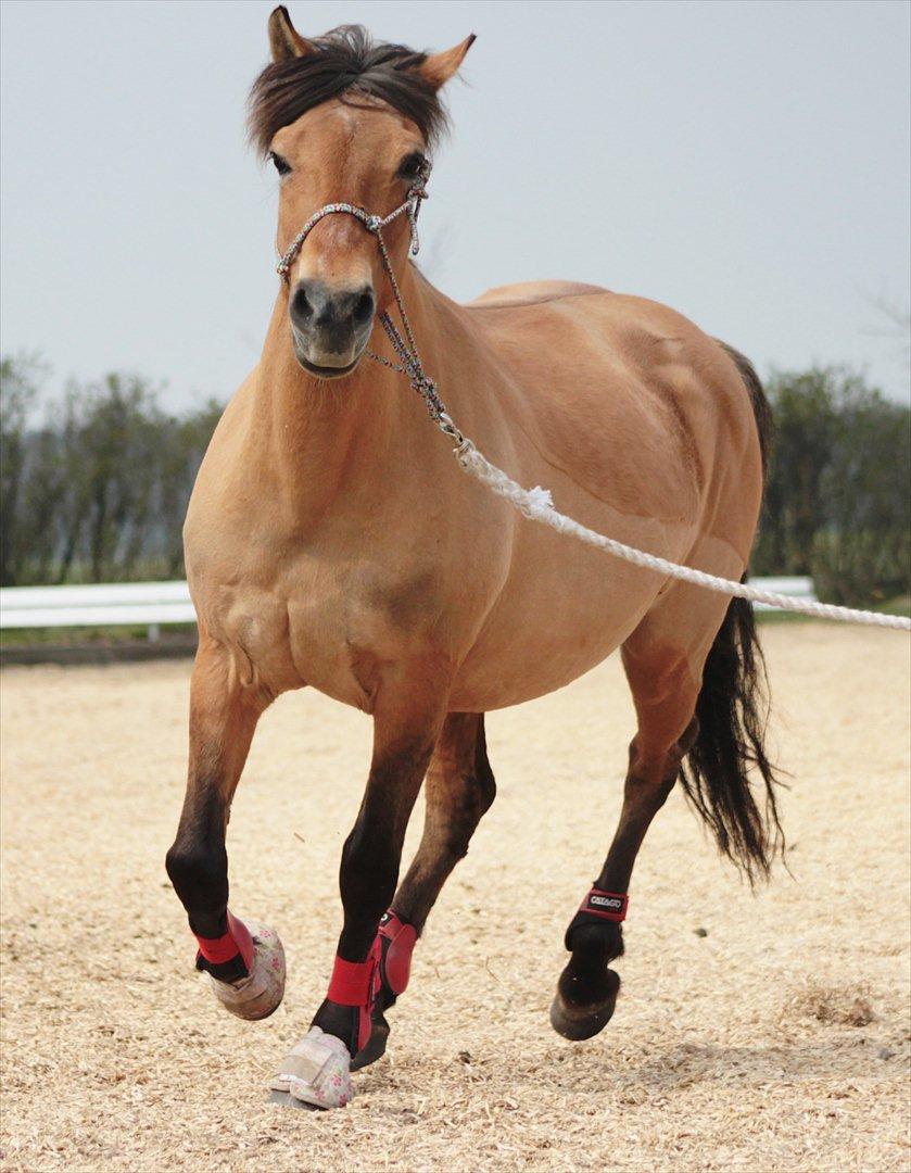 Anden særlig race Penny [Min eneste ene] - Galop på banen!<3 
Foto: Minna Mønster billede 14