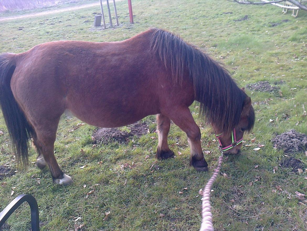 Anden særlig race lille  trixi billede 3