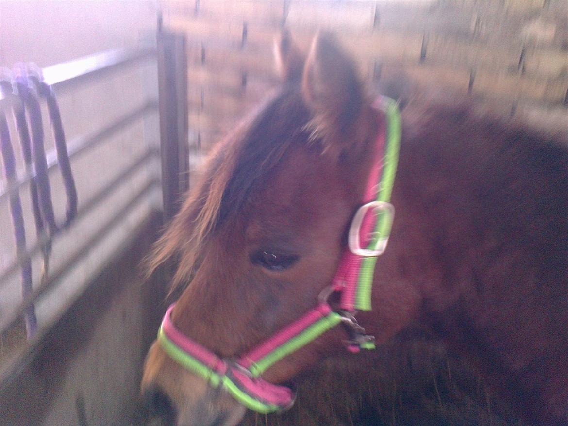 Anden særlig race lille  trixi billede 2