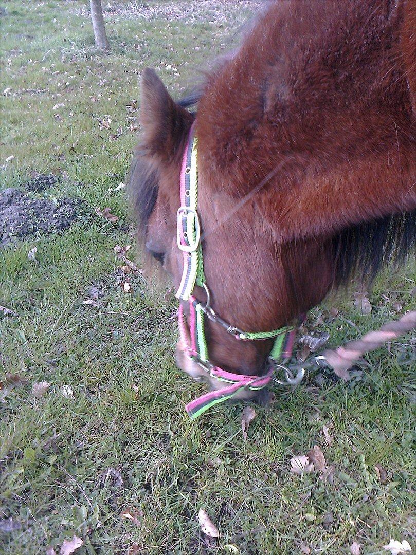 Anden særlig race lille  trixi billede 11