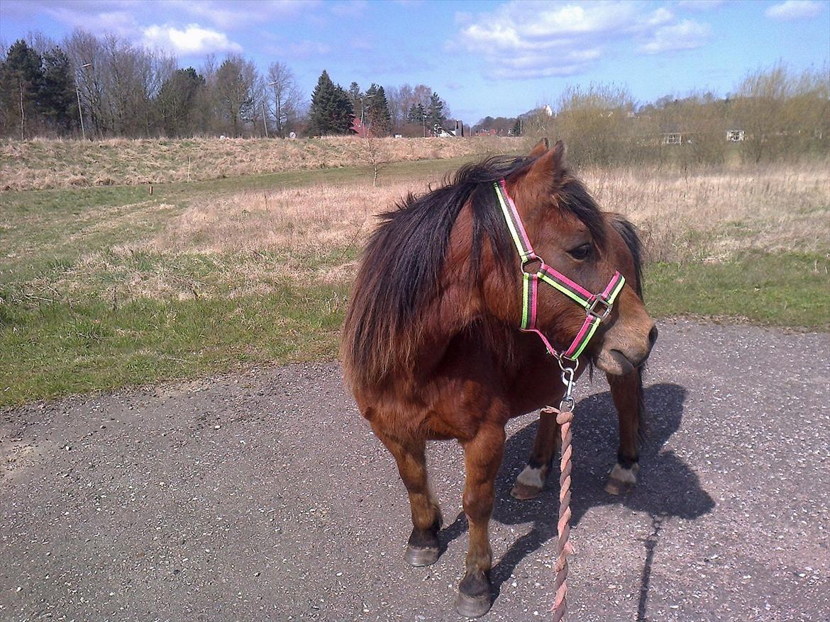Anden særlig race lille  trixi billede 12