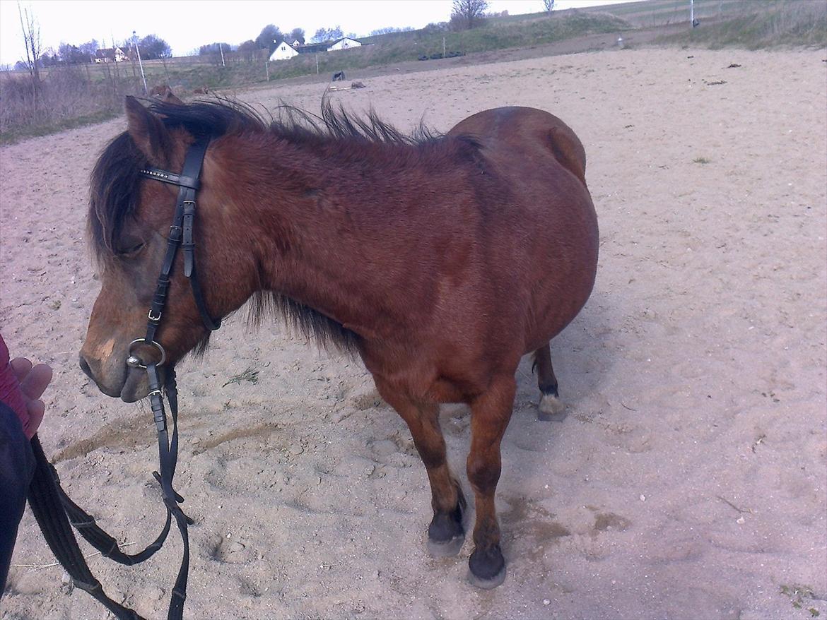 Anden særlig race lille  trixi billede 14