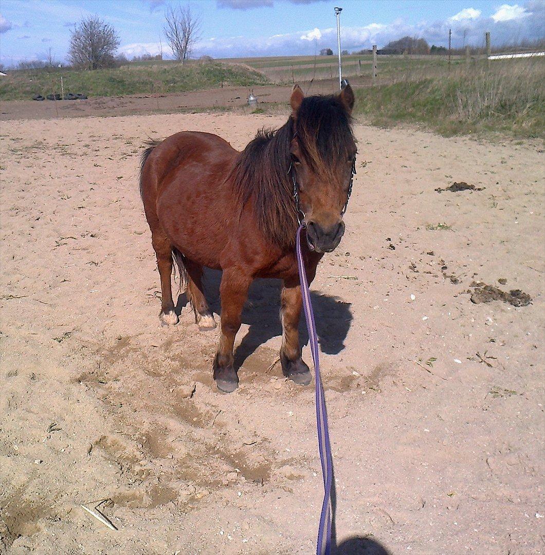 Anden særlig race lille  trixi billede 15