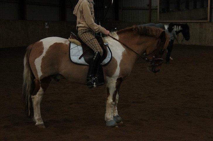 Anden særlig race Flamme *.. Bølle pony!<3 (Solgt) ;'(<3 - Hvis du var en drøm ville jeg aldrig vågne igen :')<3
Foto: Maria billede 19