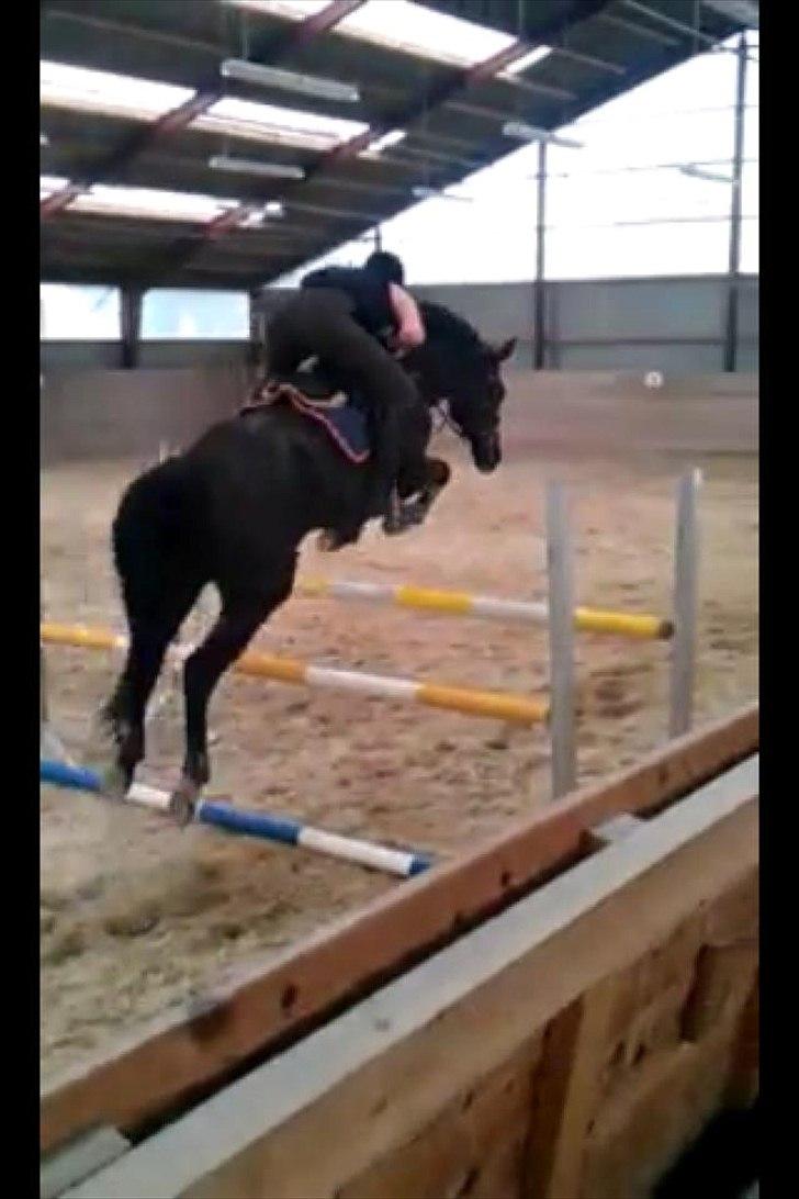 Trakehner Hamila. - Springtræning :-) kom op på 1.25 den dag, og 100 cm i bane  billede 14