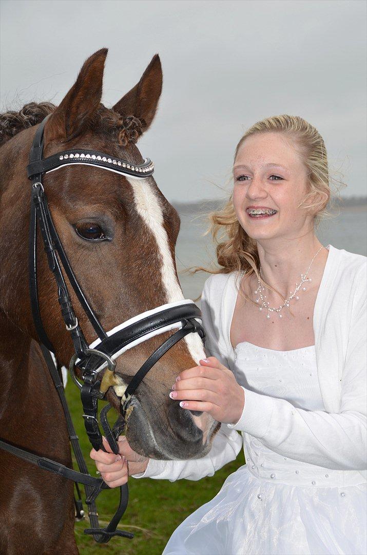 Welsh Cob (sec D) Mister Hougård B-PONY - konfi<3 billede 11