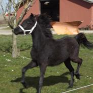 Welsh Partbred (Sec F) laibek`s clarissa